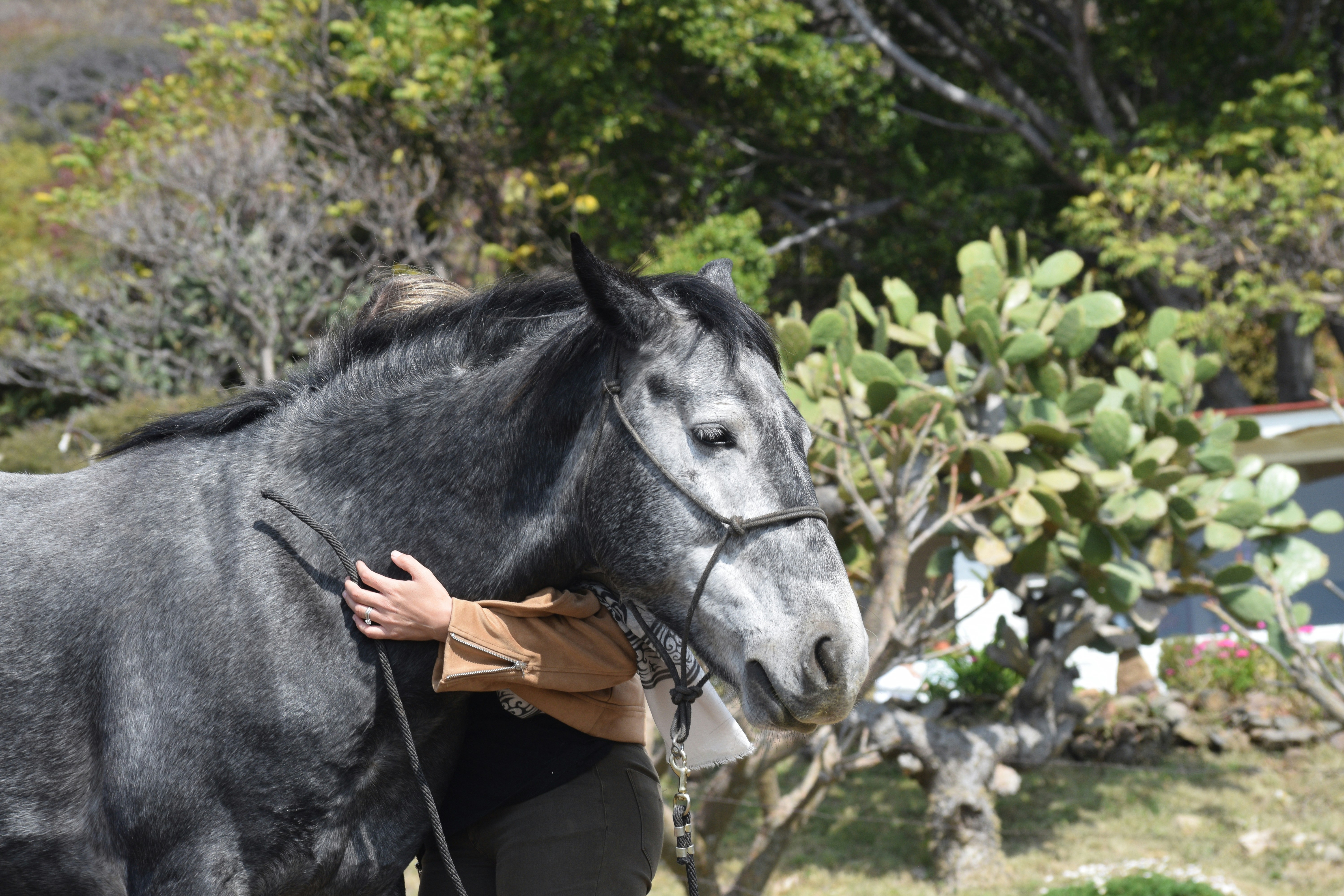 Therapy session at Black Horse Health, possibly equine therapy -  Black Horse Health