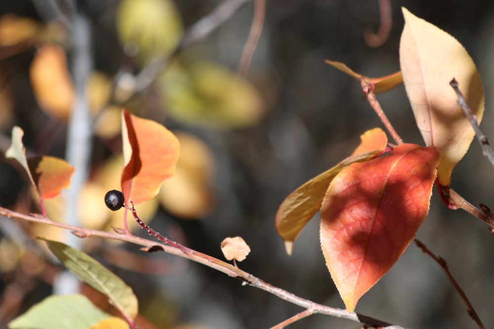 a close up of a branch with leaves and berries