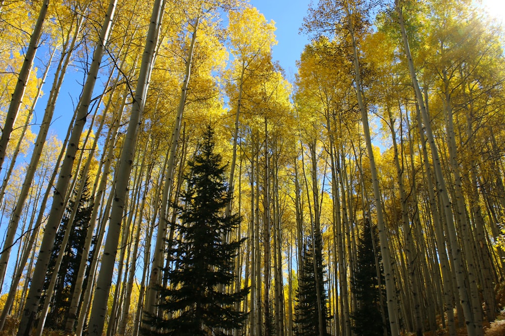 a forest filled with lots of tall yellow trees