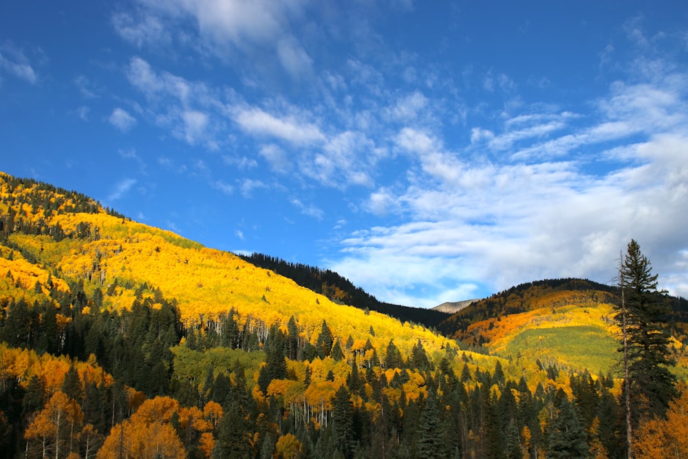 a hillside covered in lots of yellow and green trees