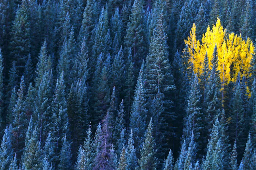 a group of trees that are next to each other