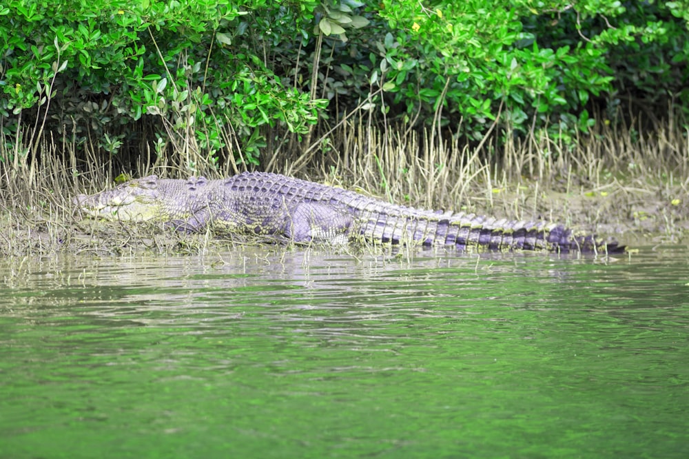 a large alligator is sitting in the water