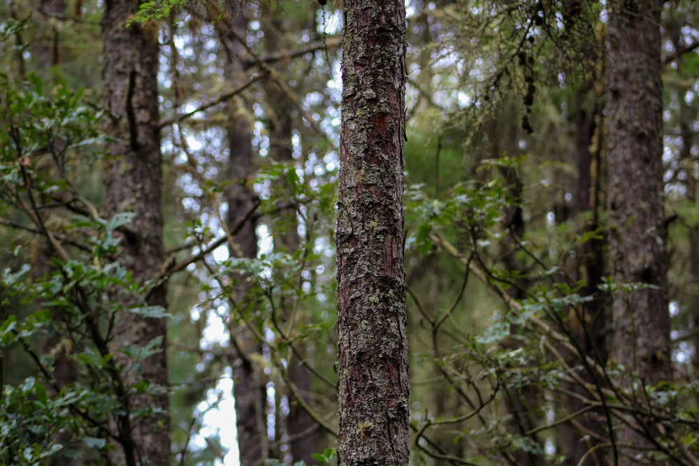 a forest filled with lots of tall trees