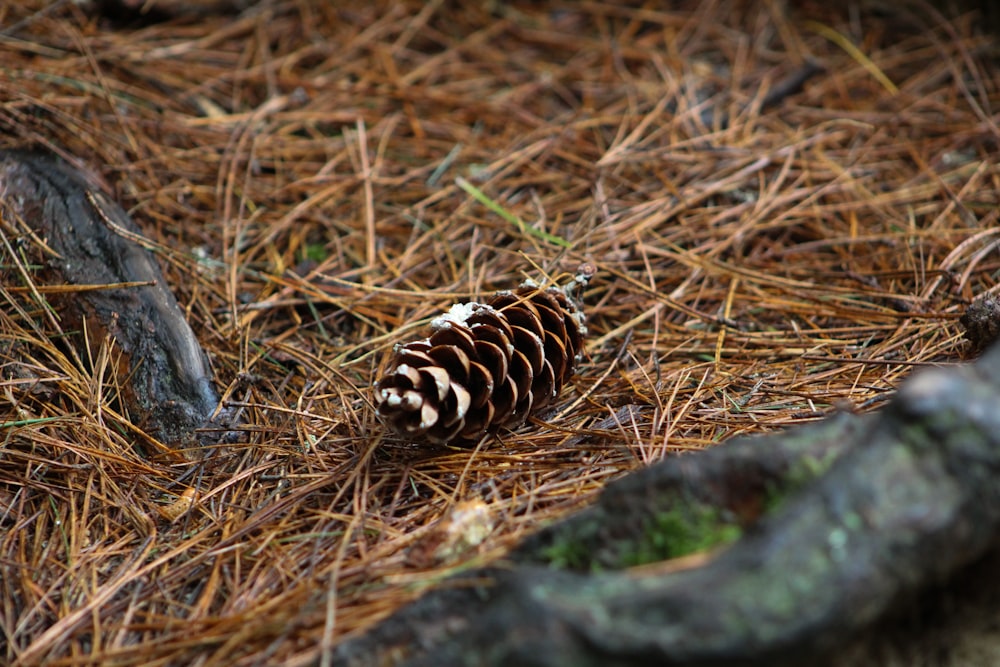 a pine cone is laying on the ground