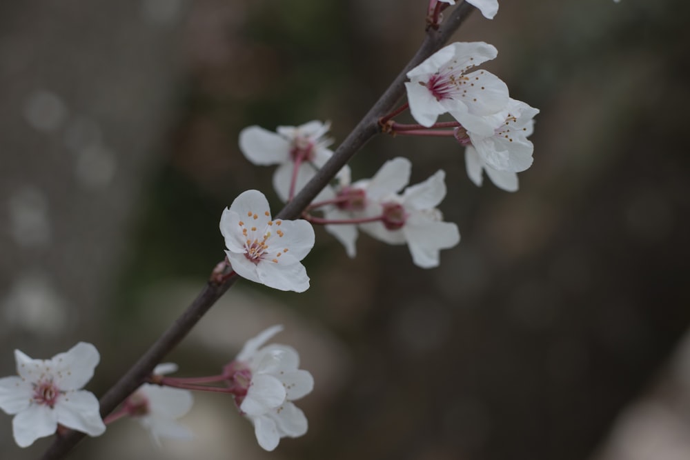a close up of a branch with white flowers