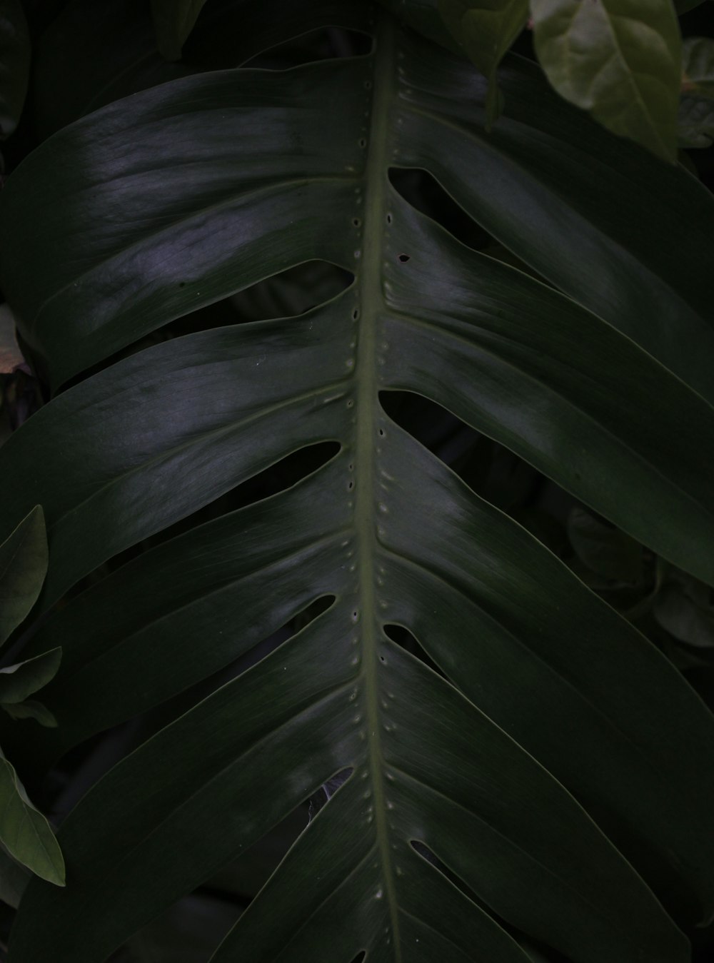 a close up of a large green leaf