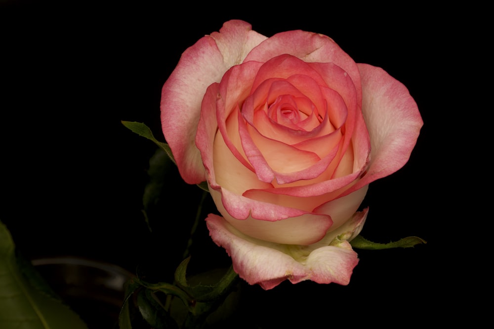 a single pink rose with green leaves on a black background