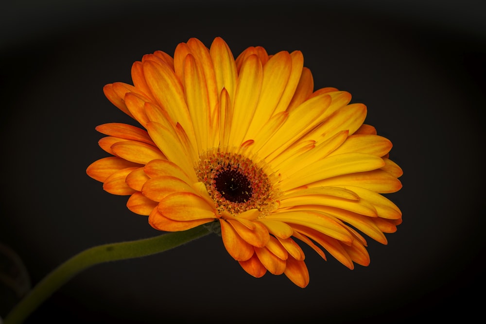 a yellow flower with a black background