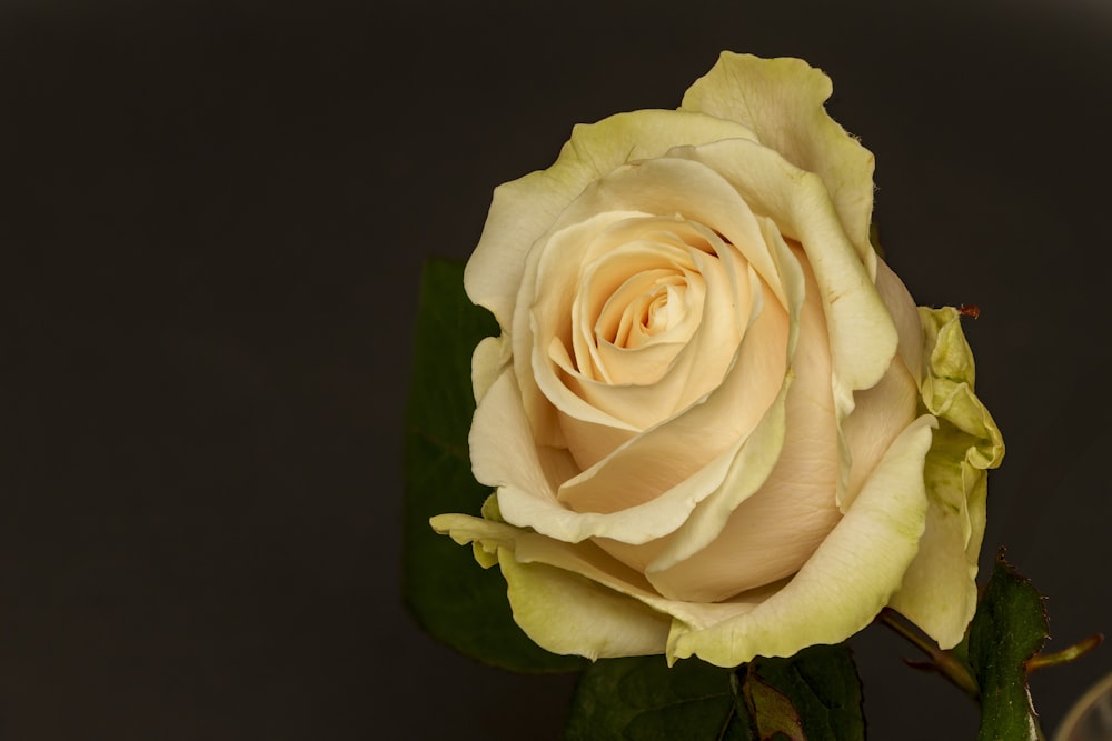 a single white rose with green leaves on a black background