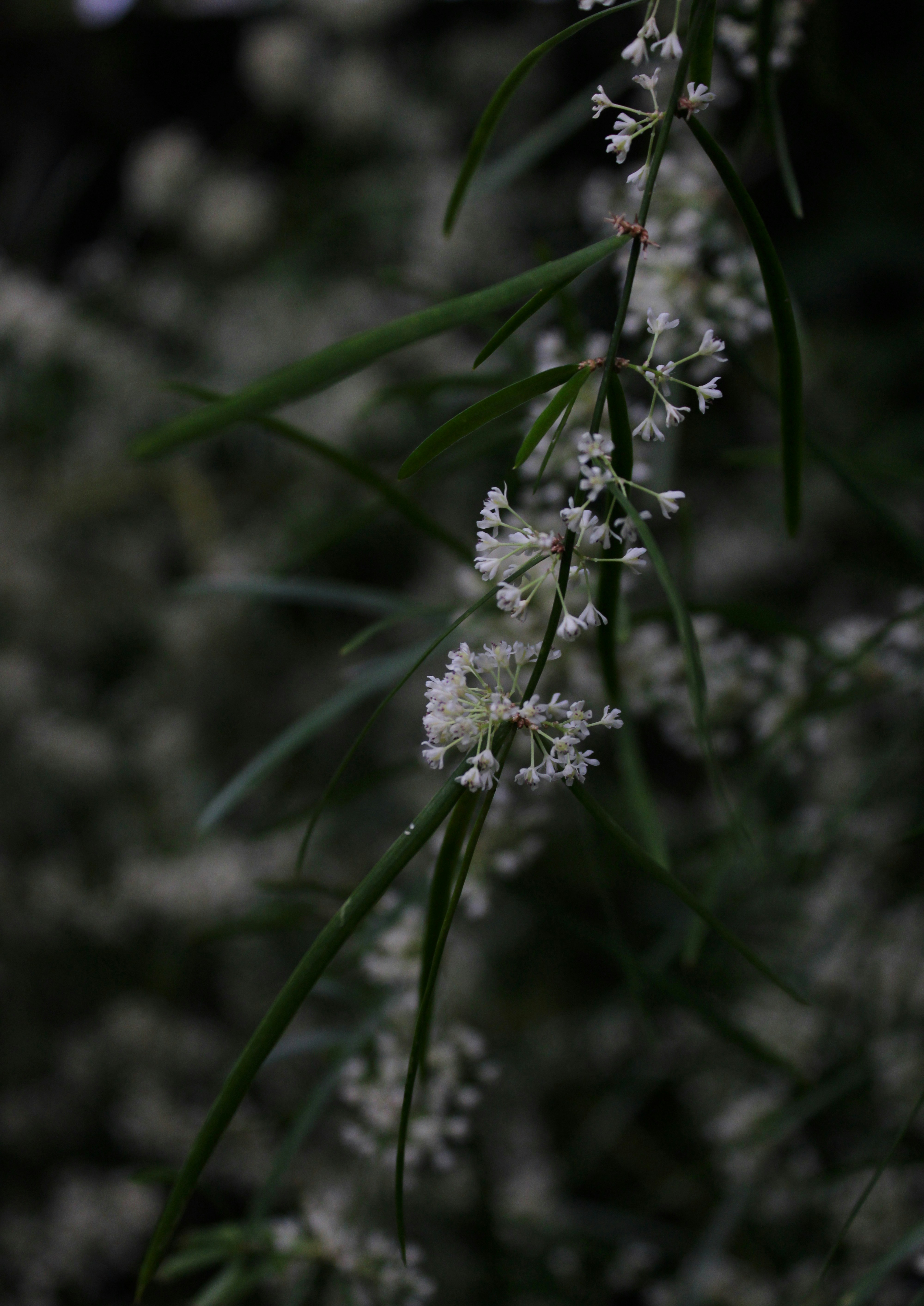 Photo by kadhmz