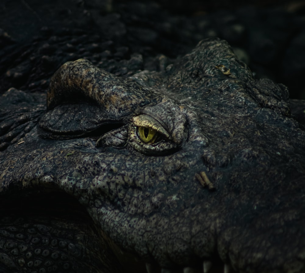 a close up of a large alligator's face