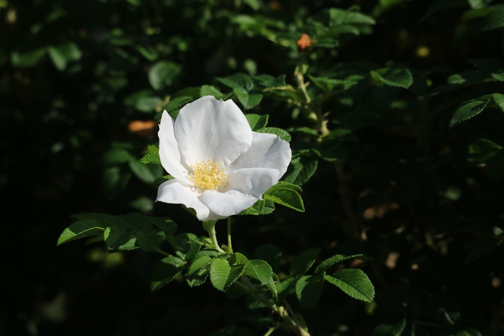 a white flower with green leaves in the background