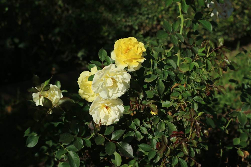 a group of yellow and white roses growing on a bush