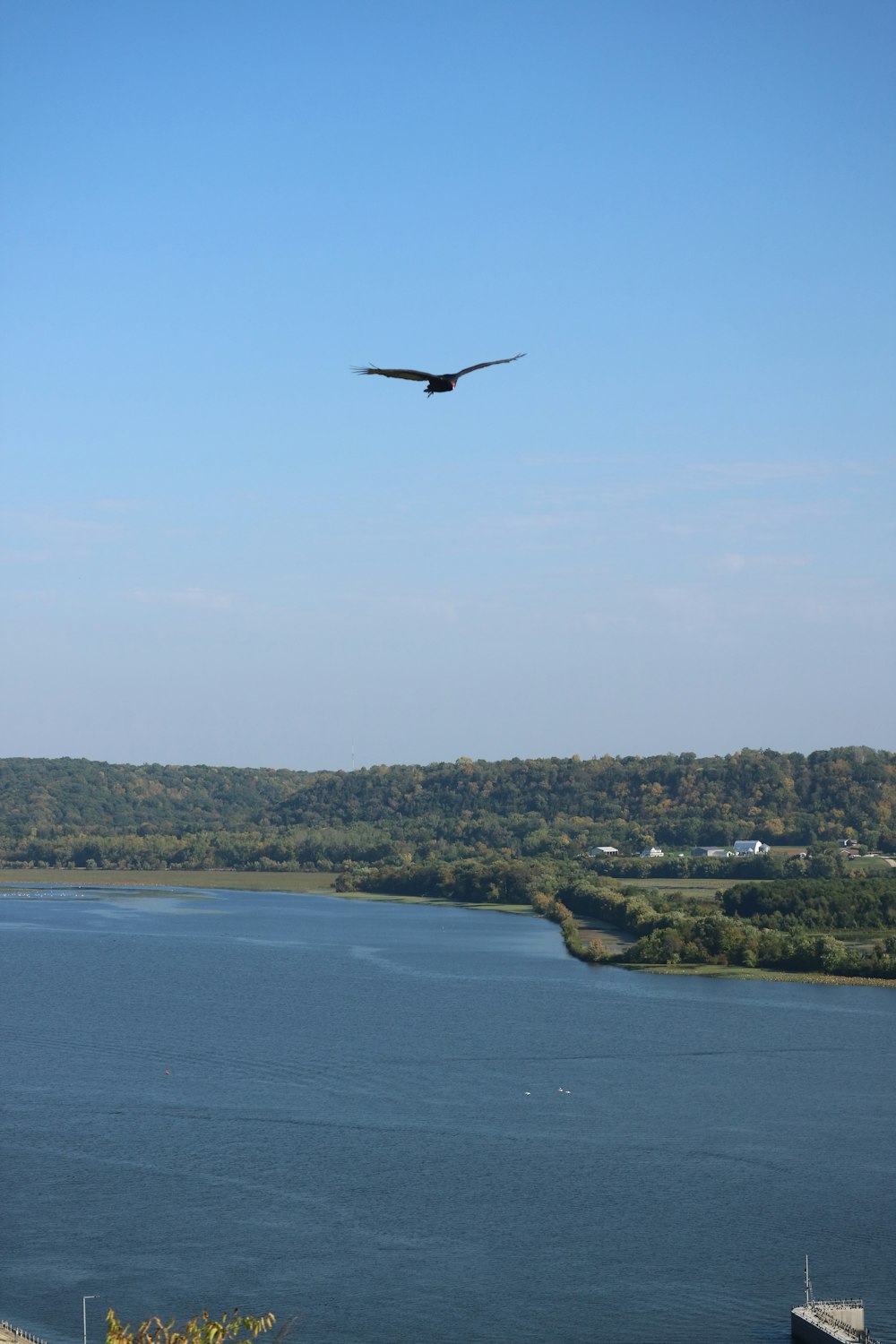 a large bird flying over a large body of water