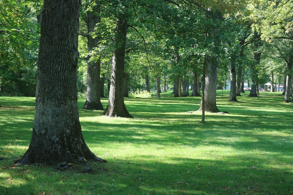 Ein Park mit vielen Bäumen und grünem Gras