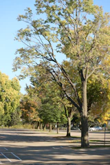 A freshly sealed parking lot gleaming under a clear blue sky with surrounding trees.