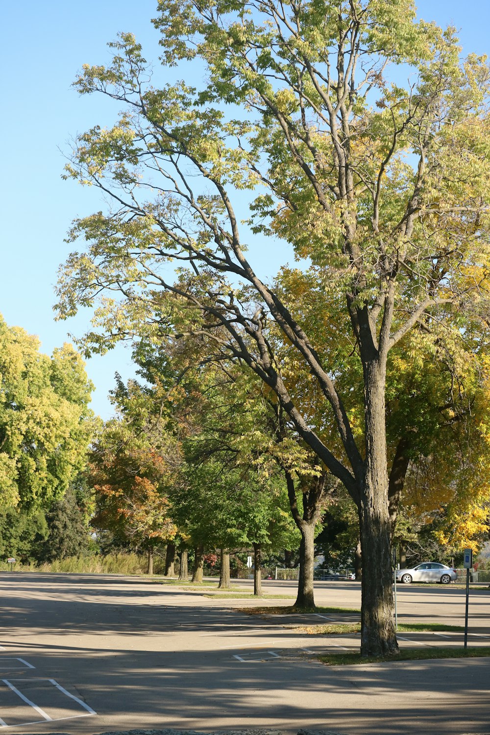 a tree in the middle of a street