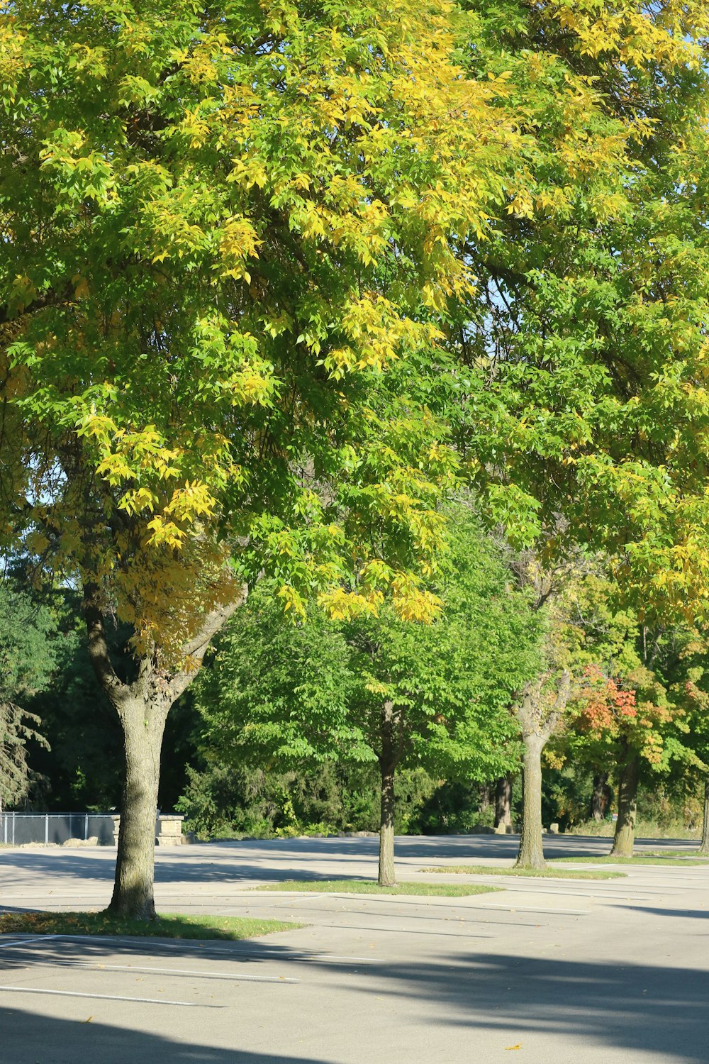 a park bench sitting under a tree in a park