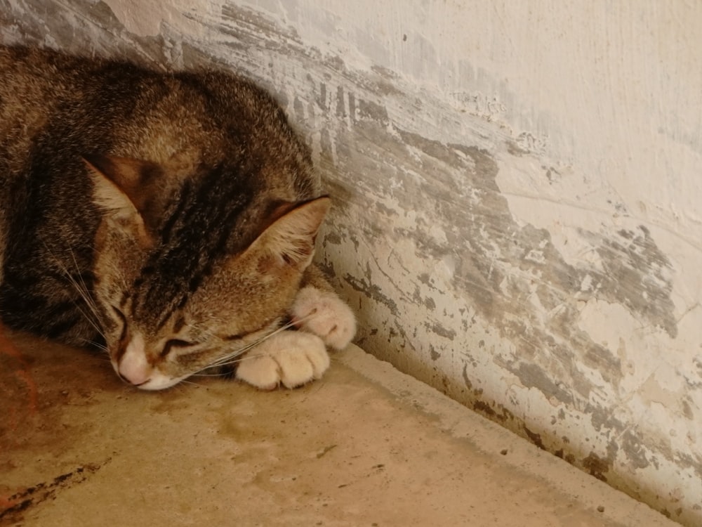 a cat laying on the ground next to a wall