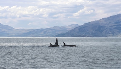 A serene seascape featuring orcas swimming in calm waters, with a backdrop of rolling mountains and a sky filled with scattered clouds.