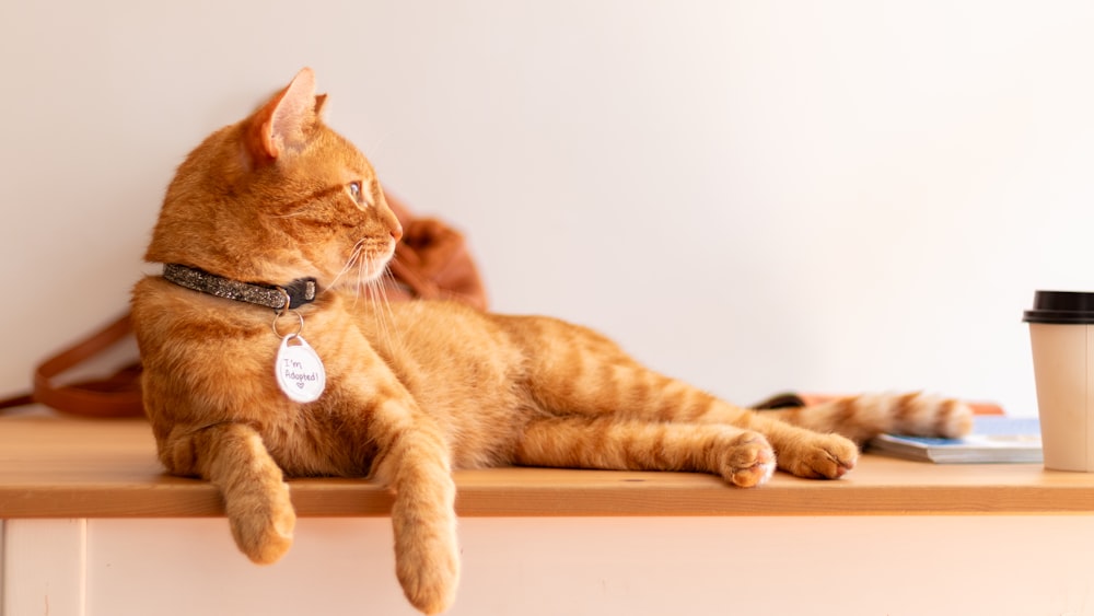 a cat laying on a table next to a cup of coffee