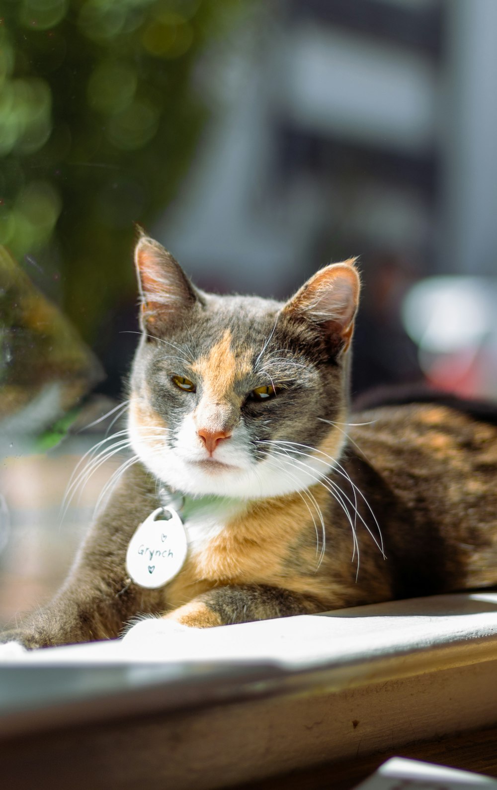 고양이 한 마리가 바깥 탁자에 앉아 있다