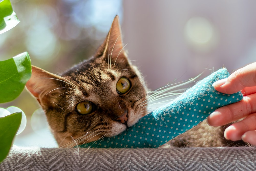 a close up of a person holding a cat