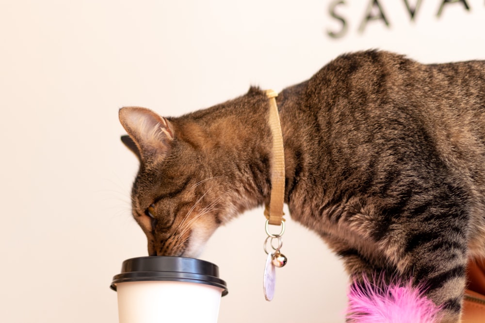 eine Katze, die aus einer Kaffeetasse trinkt
