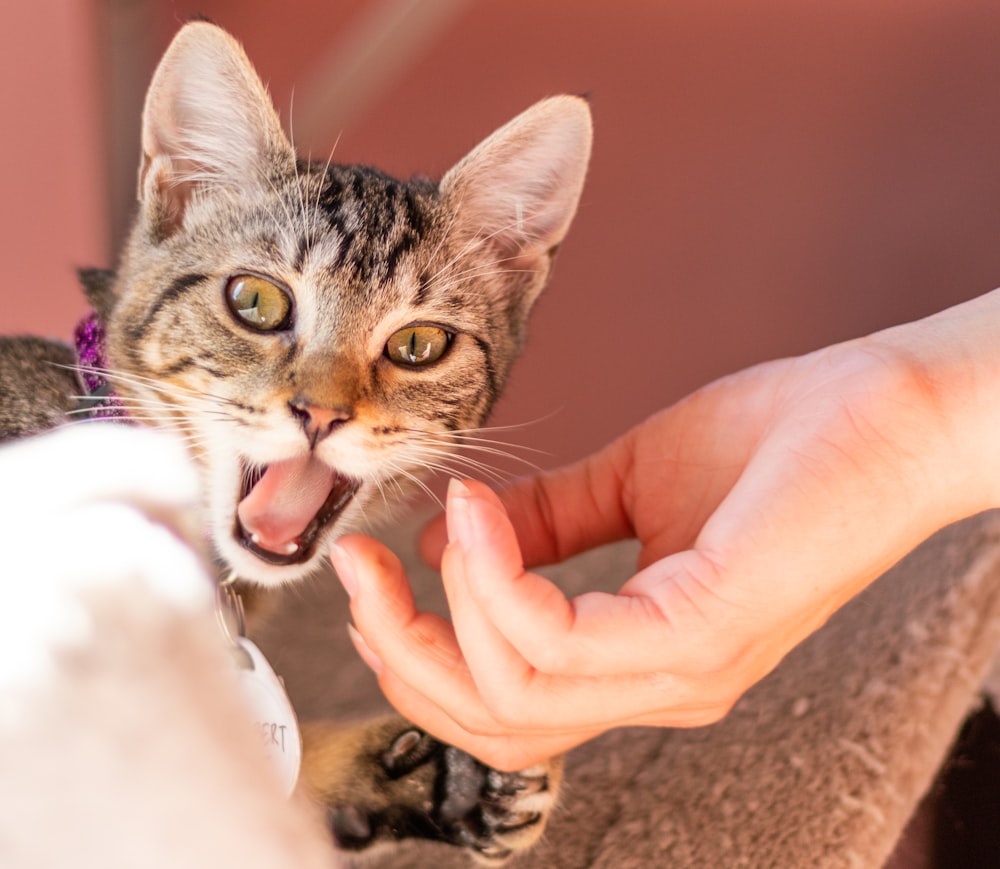 a person holding a cat up to the camera