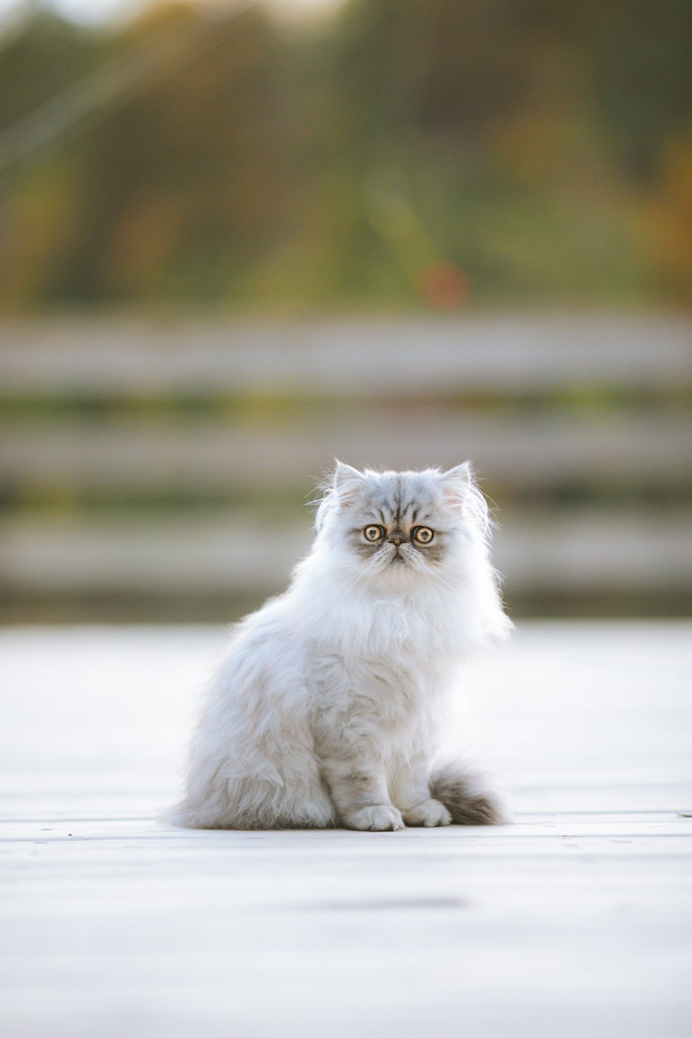 a white cat sitting on top of a wooden floor