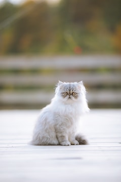 A fluffy Persian cat sits calmly on a light wooden surface with a blurred natural background in shades of green and orange. The cat's fur is predominantly white with subtle grey markings, and it has large, expressive eyes.