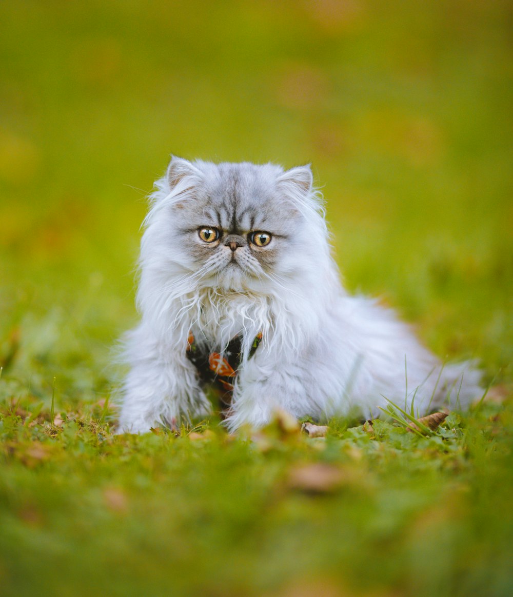 a cat that is laying down in the grass