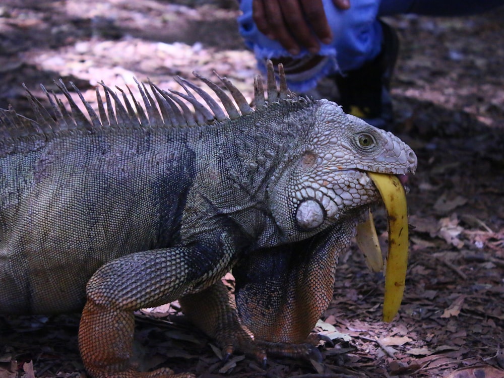 a large lizard with a banana in its mouth