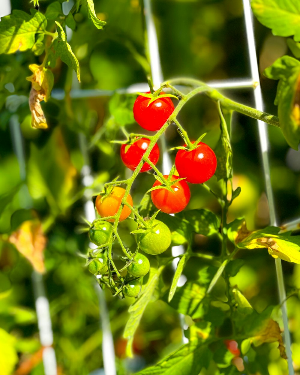 a bunch of tomatoes growing on a plant