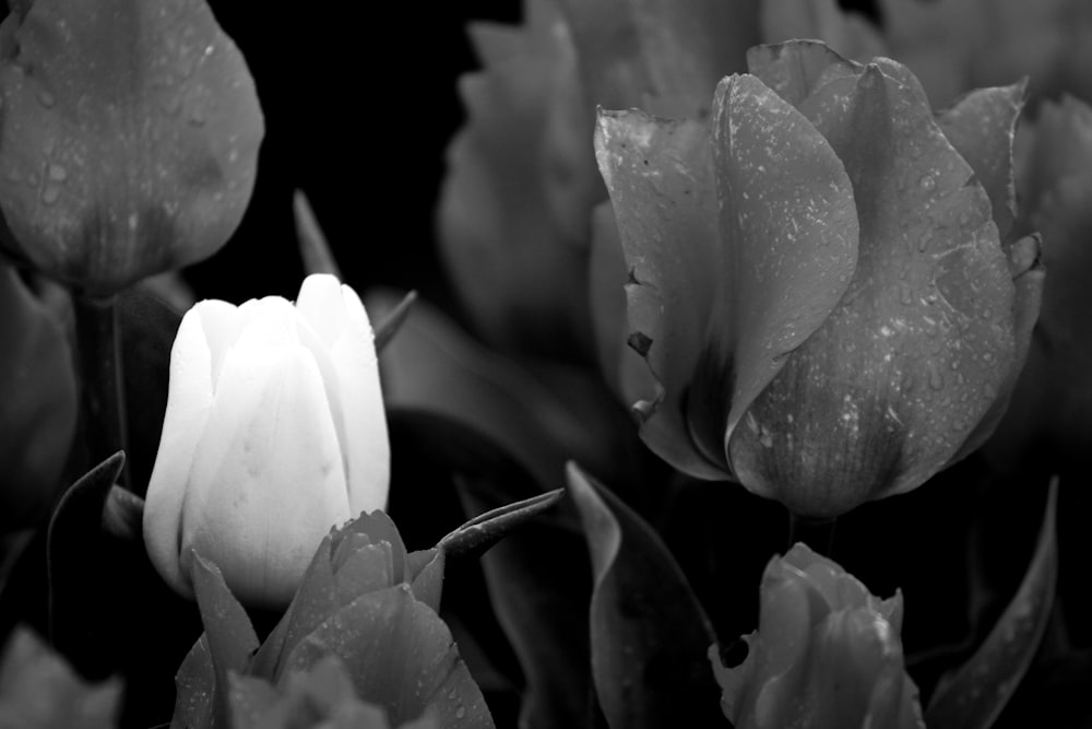 꽃 한 무리의 흑백 사진