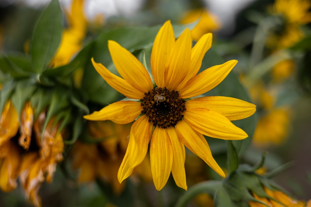 a large yellow flower with green leaves