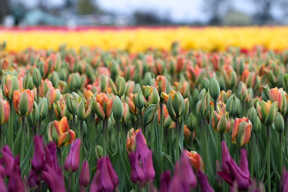 a field full of purple and yellow flowers