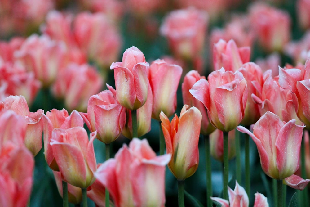 a bunch of pink flowers that are in the grass