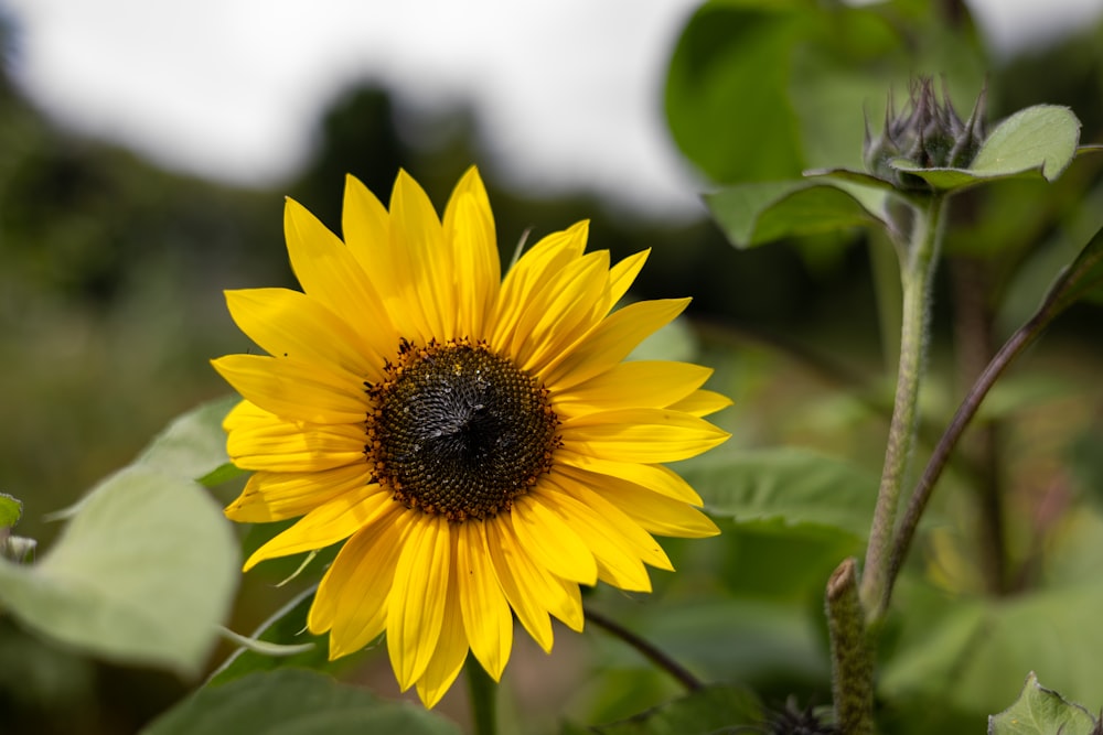 a sunflower with a bee on it in a field