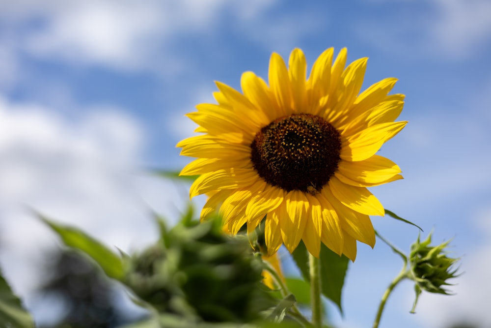 a sunflower with a blue sky in the background