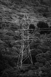 a black and white photo of power lines and trees