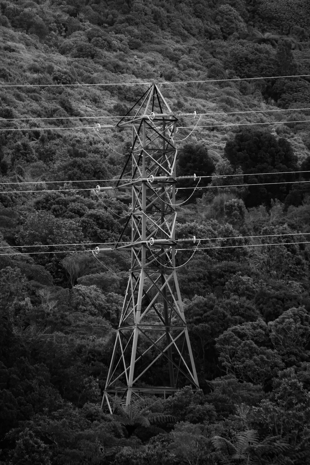 une photo en noir et blanc de lignes électriques et d’arbres