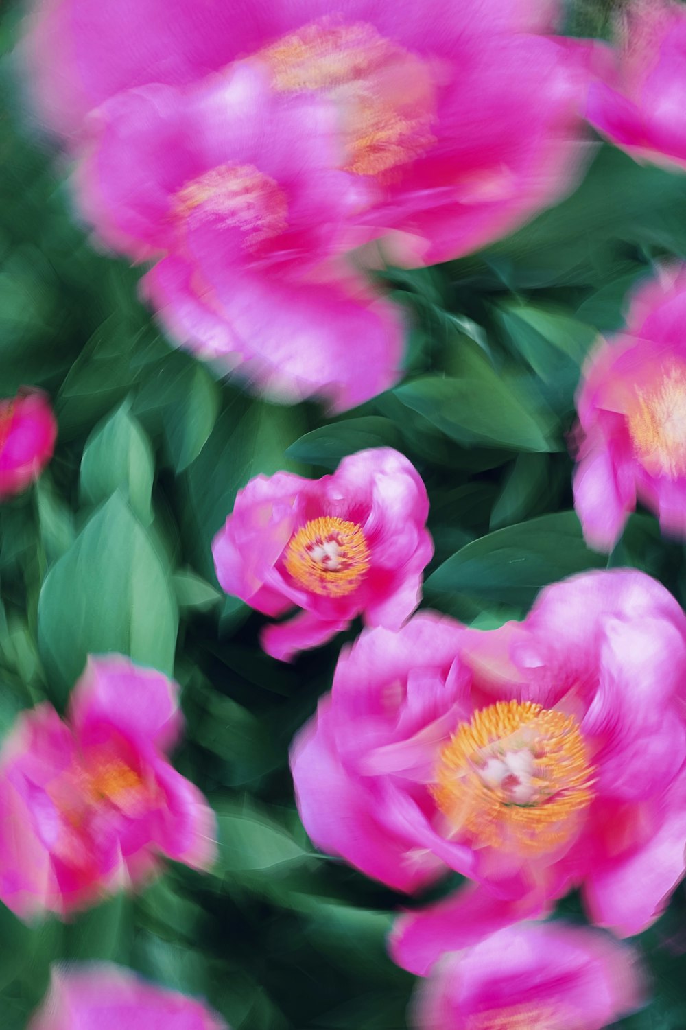 a bunch of pink flowers with green leaves