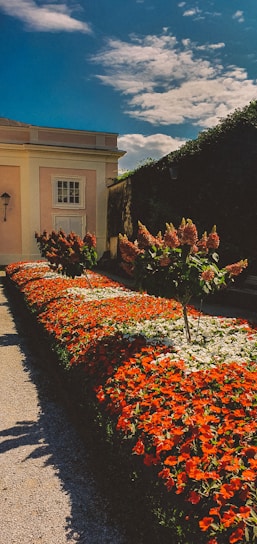 A beautifully manicured garden with vibrant beds of red and white flowers, bordered by a trimmed hedge. The garden is adjacent to a light pink building with a white door and windows. Above, a blue sky with scattered clouds enhances the serene setting.