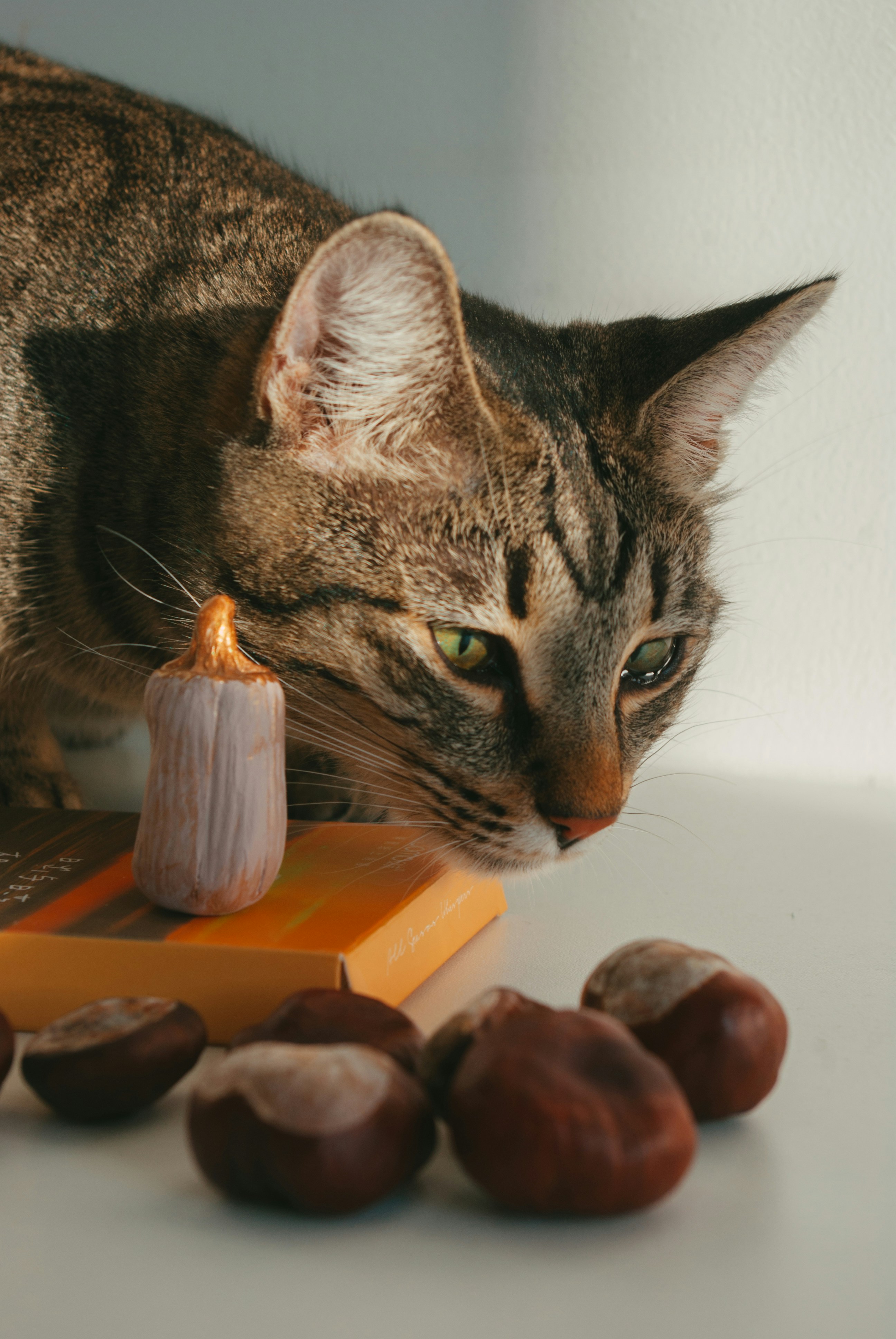 12 Cat Health Tips for Using Supplements Safely in Diets
