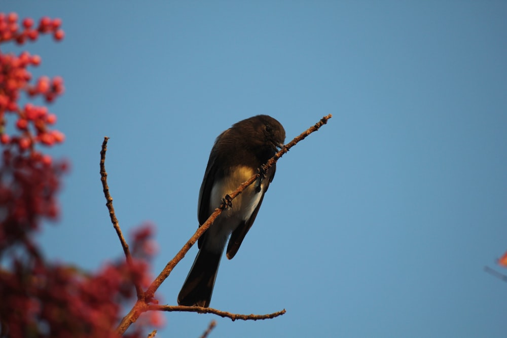 a bird sitting on top of a tree branch