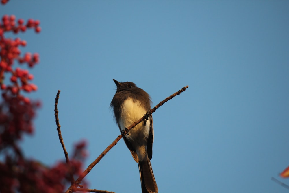 a bird sitting on a branch of a tree