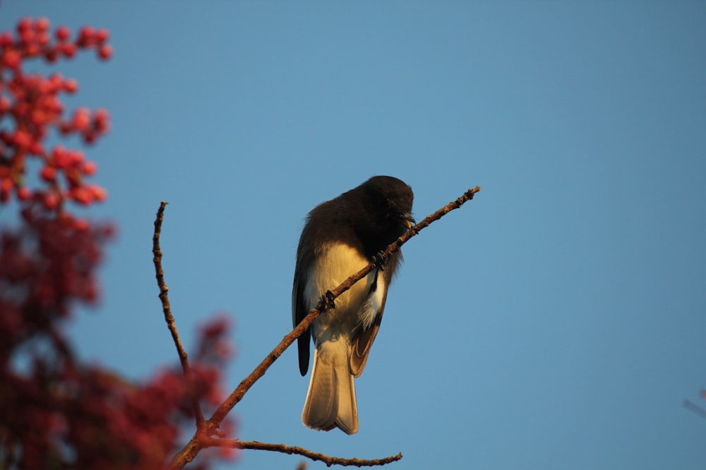 a bird sitting on a branch with a blue sky in the background