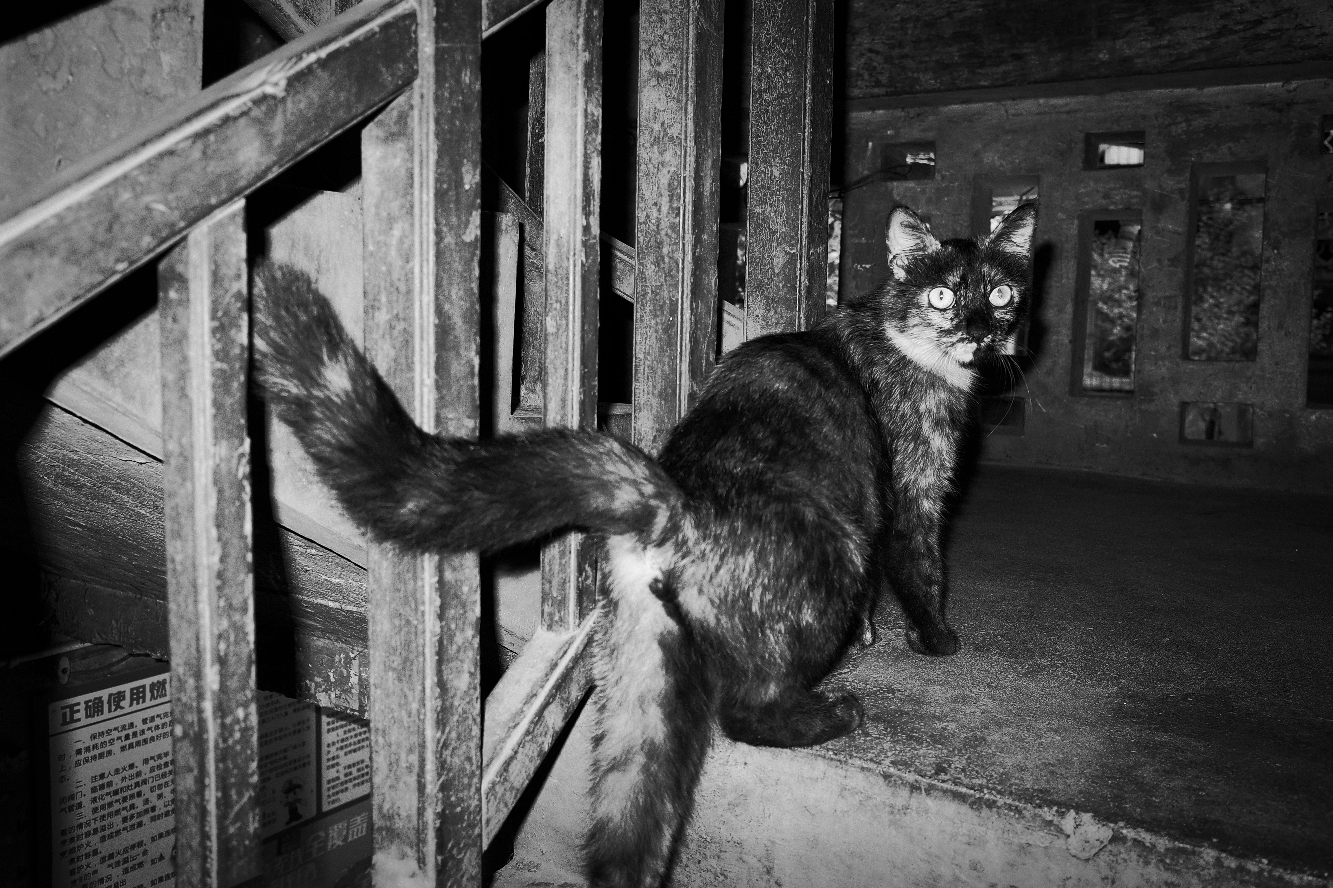 A black and white photo of a cat sitting on the stairs photo – Free Cat ...