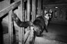 A black and white image of a cat with distinctive facial markings standing on the steps inside an old, dimly lit, wooden building. Its tail is raised, and the cat gazes directly at the camera, creating a sense of intrigue or curiosity.